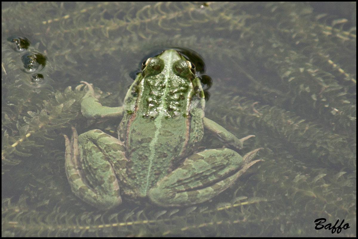 Da identificare - Pelophylax sp. (prov. di Trieste)